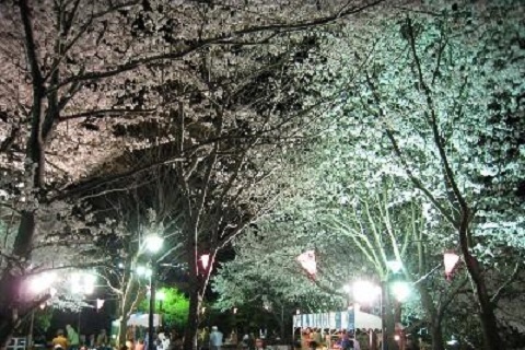 熱川温泉桜まつり
